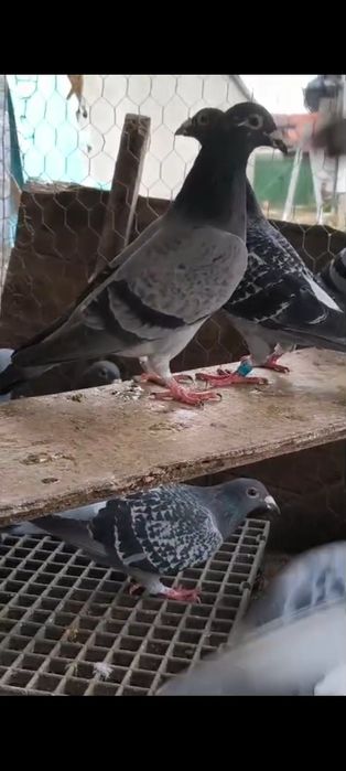 Vând porumbei voiajori