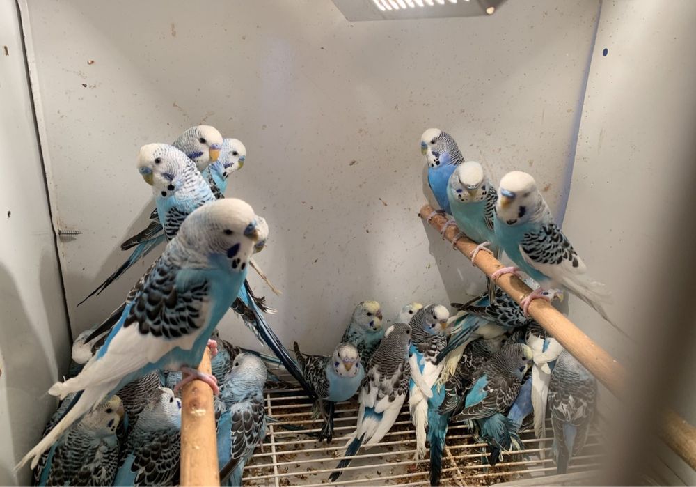 Perusi din crescatorie