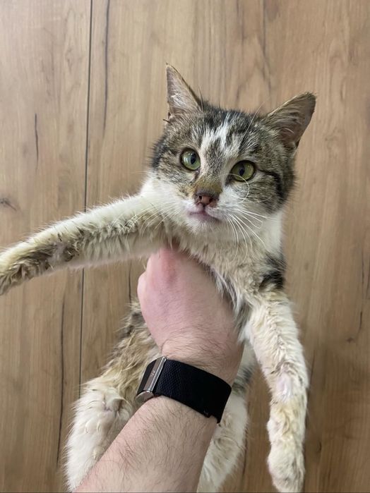 Котенок ищет дом, 5 месяцев