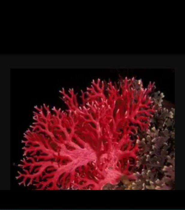 Серьги из красного Коралла