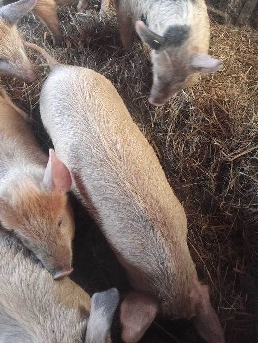Поросята подрощенные