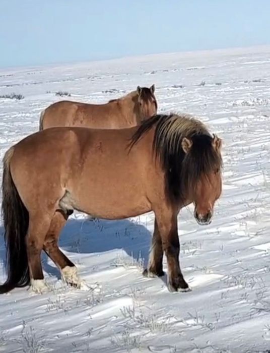 Жеребец Айгыр 2020