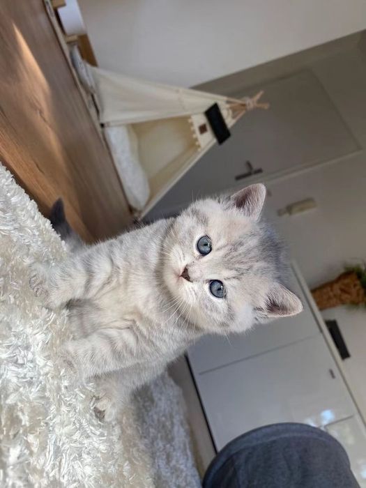 Британские котята