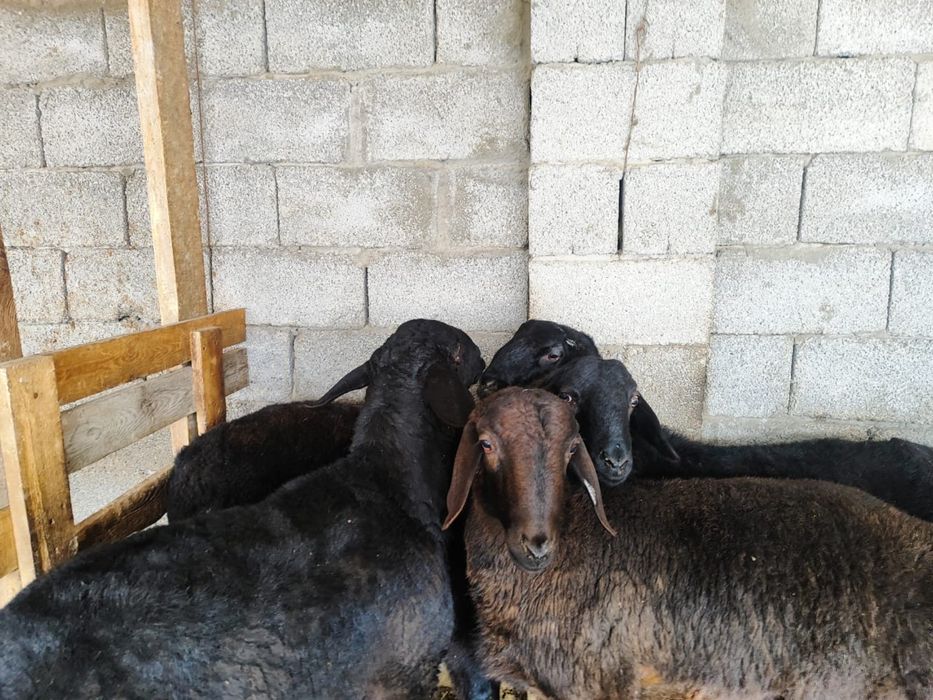 Семыз кошкар 4штук