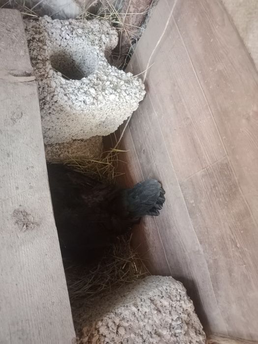 Туып тұр жас тауықтар