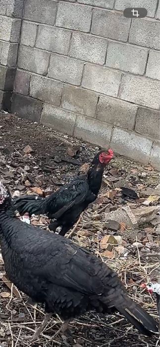 Дакан июльский ганой микс