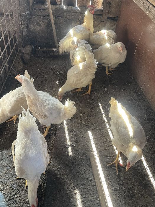 Disponibili pui de carne