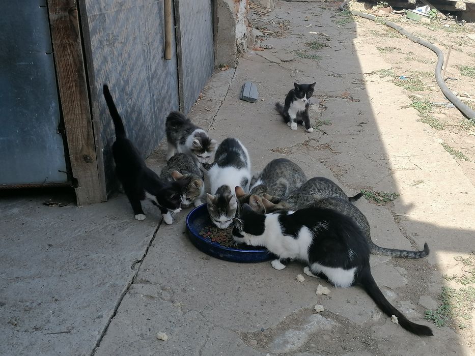 СПЕШНО. Подаряваме котенца