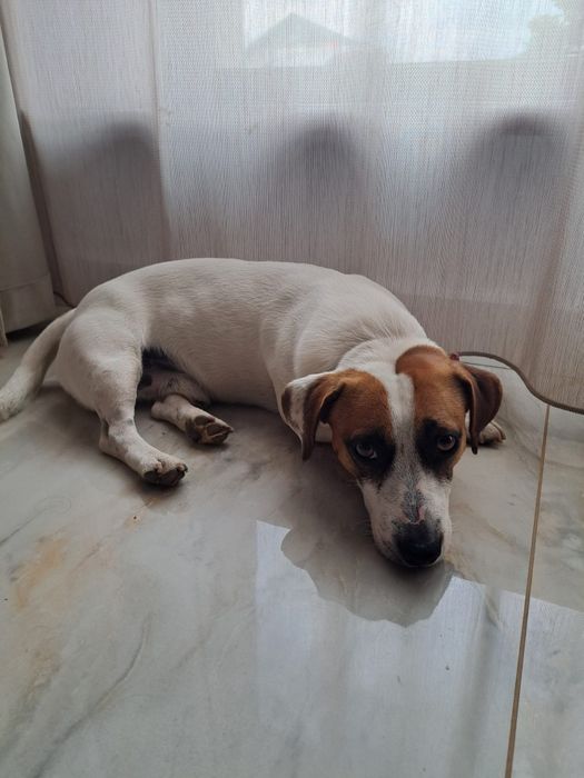 Jack Russel terier mascul