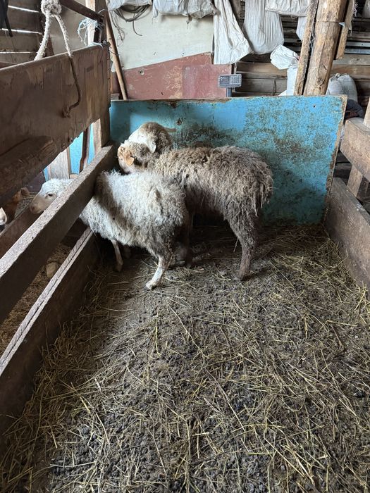 Продам овечек, средний упитанные