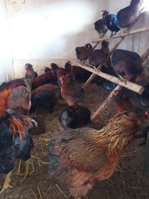 Oua de incubat - rasa Araucana