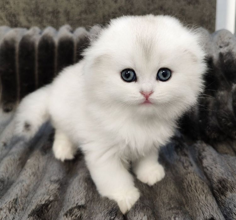 Puiuț Scottish Fold alb superb