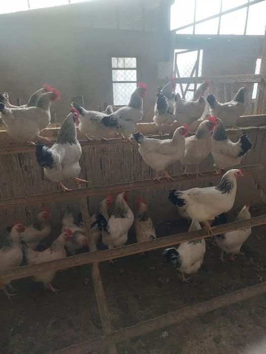 Суточные цыплята Адлер