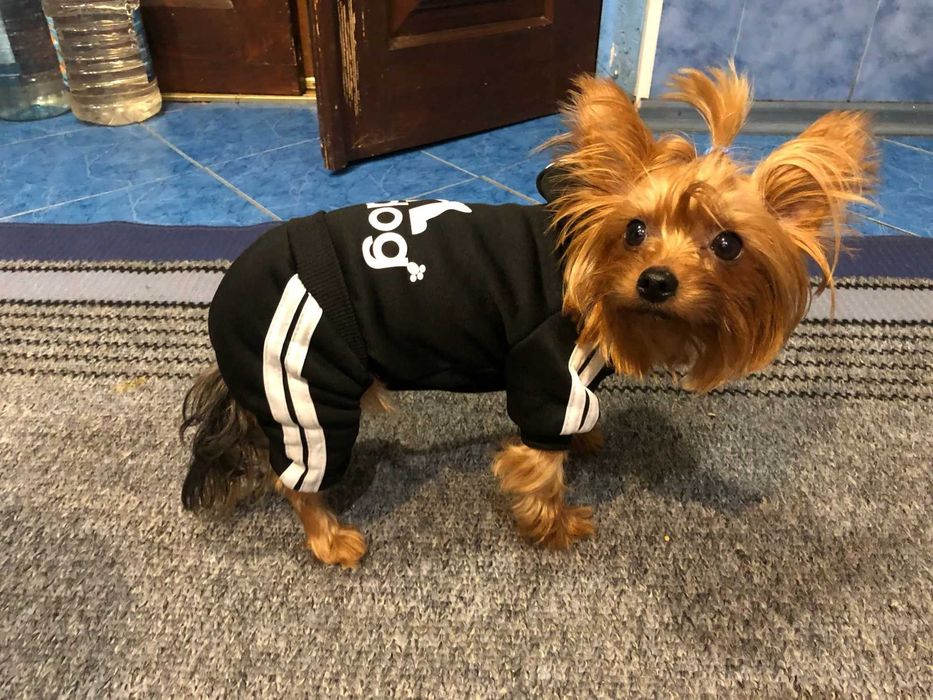 Гащиризон за кучета. Дрехи за кучета. Екип за куче. Кучешки гащиризони