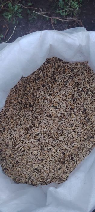 Продам ячмень 3500