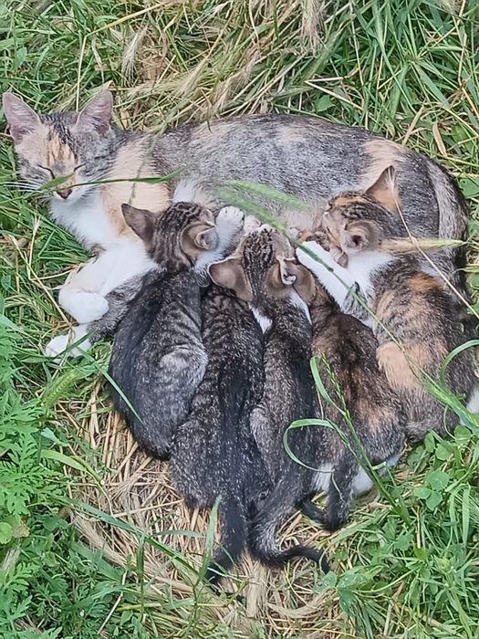 Pisicuțe spre adopție,  gratuite