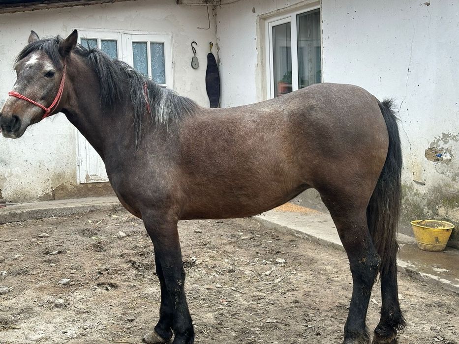 Mânză de vânzare