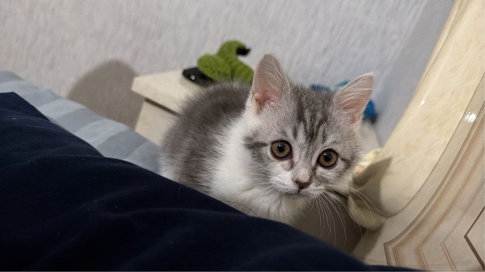 Милый котёнок, серебристый табби