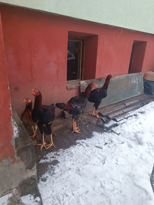 Vând cocos combatant Malaiezian