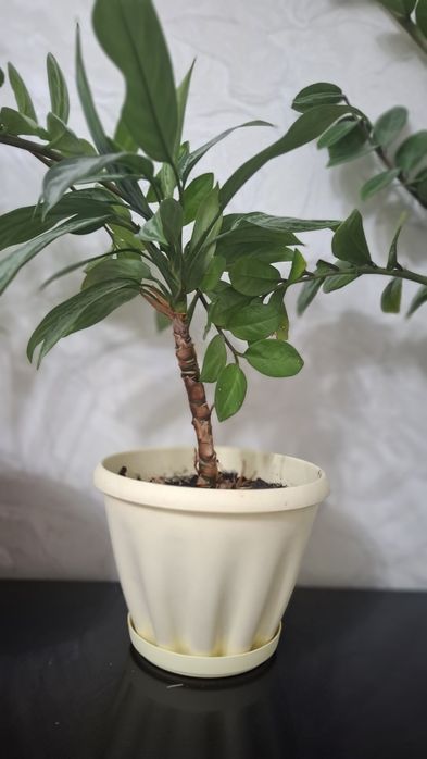 Цветы, красивая цветы