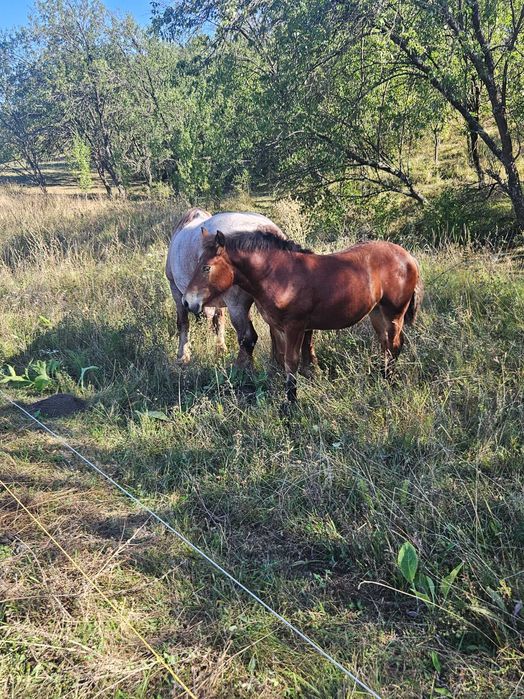 Mânză de vânzare