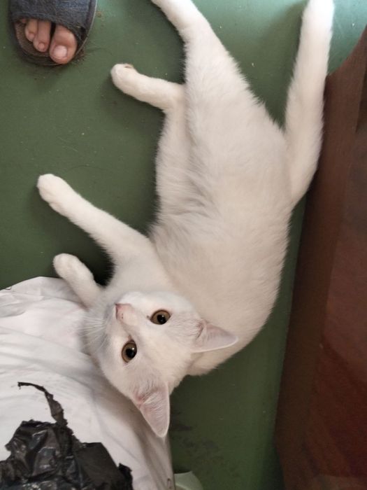 Пристраиваеться очень добрый и ласковый кот и собака тоже