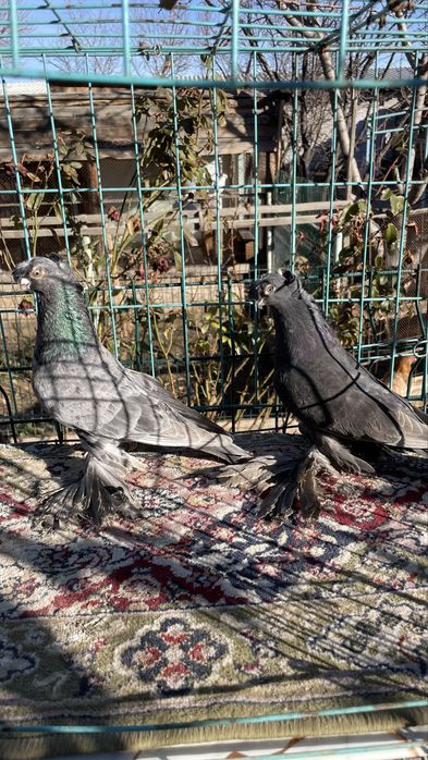 Голуби кептер пр