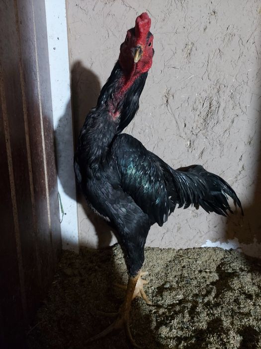 Yanvarda chiqan juja sotiladi