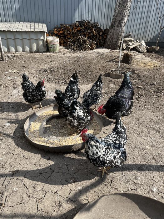 Vand oua incubat de la pasari de rasa