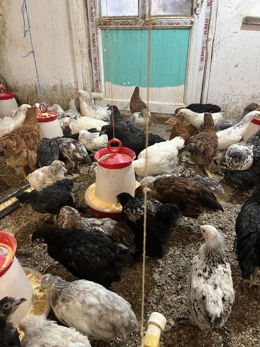 Pui au 3 luni pui de casa