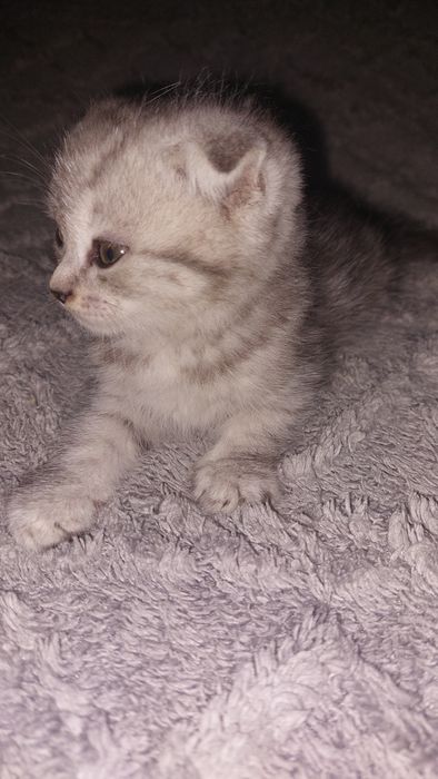 Продам шотландских котят