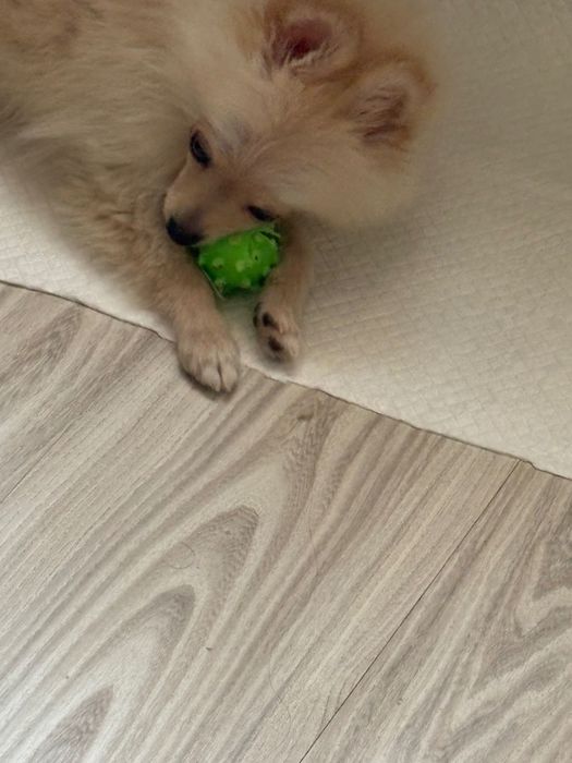 Померан-шпиц цена по договаряне