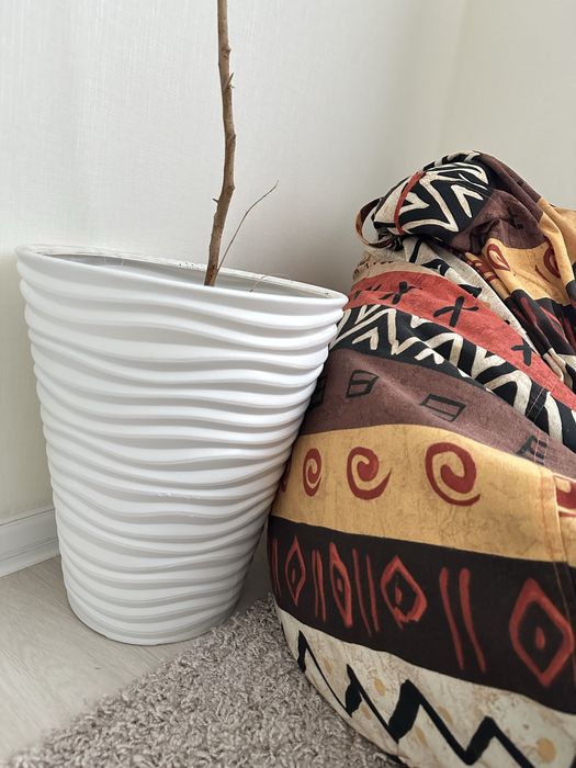 Продам фикус 1,5м