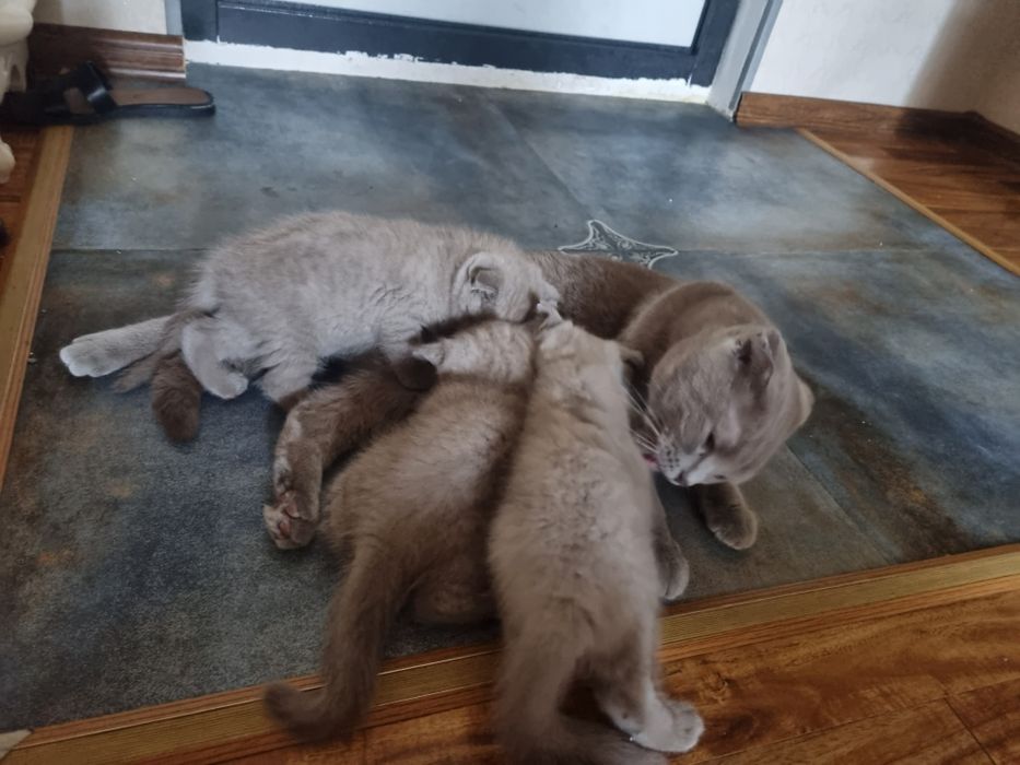 Милые котята ищут любящий дом