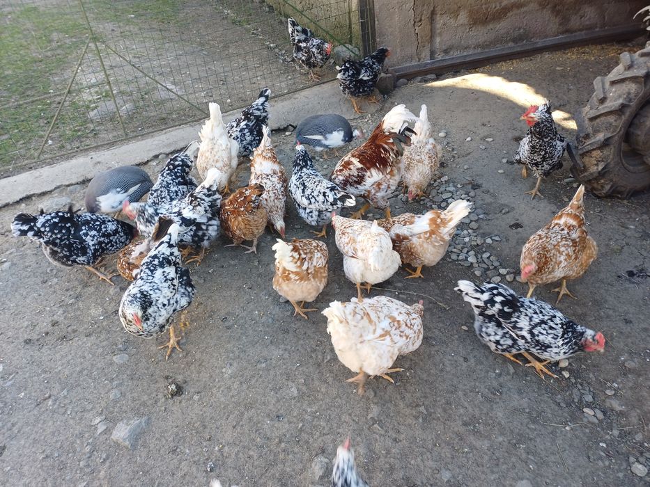 Vând ouă pita pinta austriana