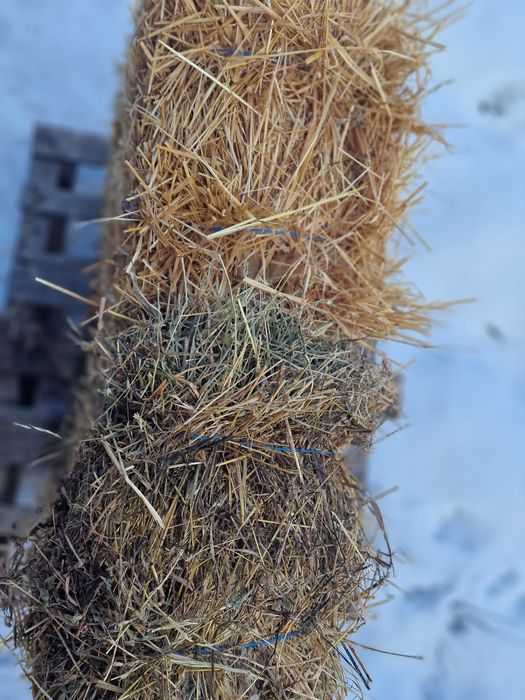 Baloți de lucerna și baloti de paie ovăz.