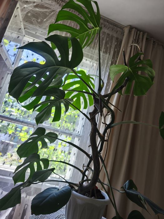 Продам Цветы комнатные