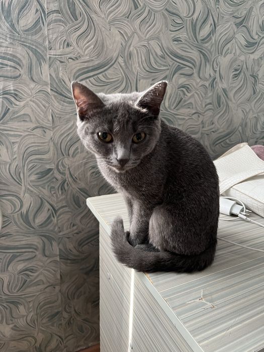 Шотландская кошка