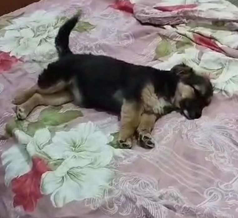 отдам щенка девочку в хорошие руки