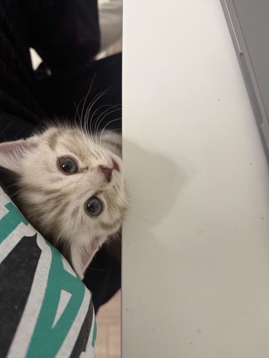 Котенок Скоттиш страйт