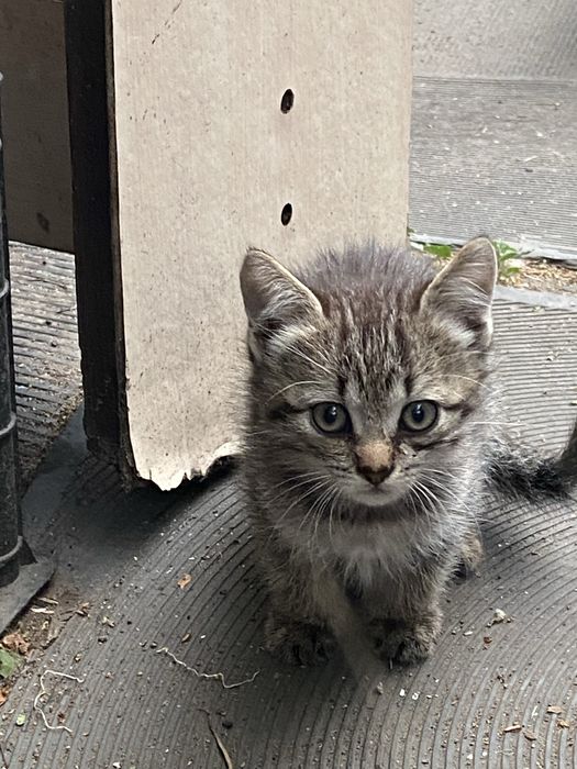 Отдам котят в хорие руки