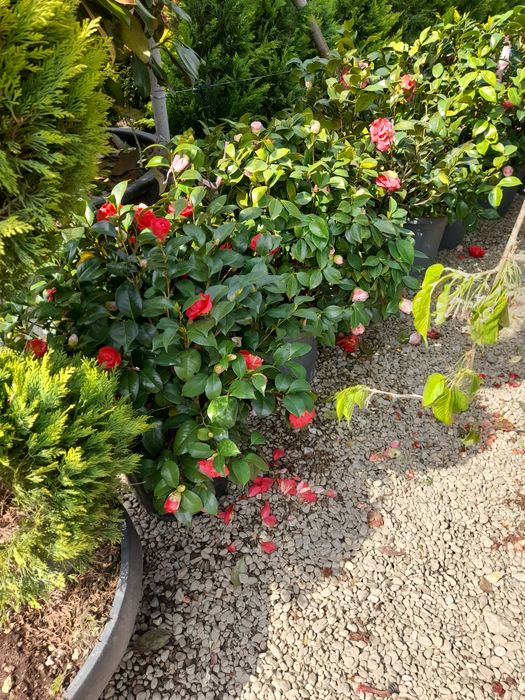 Amenajări grădini Leylandii photinia  Evudimus  Prunus