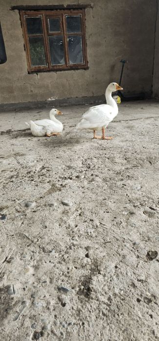 Гуси домашние, евочка и мальчик