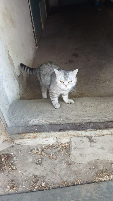 Котята домашние.