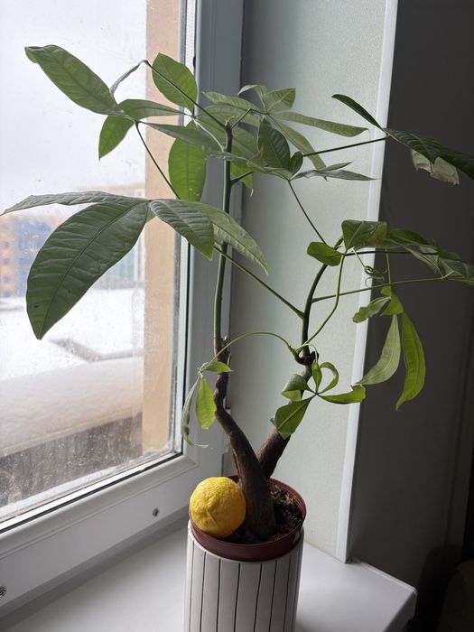 Кактусы, филодендрон, пахира