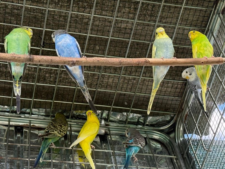 Papagali peruși  tineri