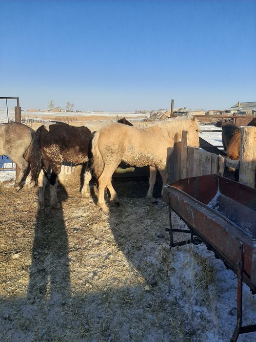 Продаются баиталдар