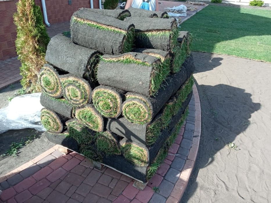 Газон рулоный и посевной