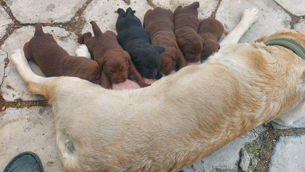 Щенки  лабрадора ретривера, шоколадные и черный
