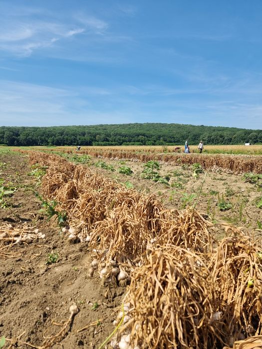 Usturoi și ceapă pentru sămânță și consum